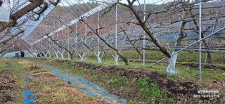 달맛햇복숭아농원님의 복숭아 · 영농일지 작성글 사진