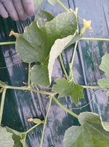 팜모닝 기타작물·영농일지 게시글 이미지