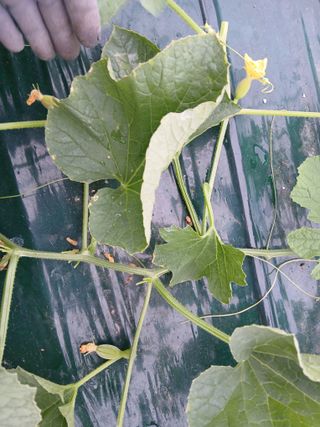 조영임님의 기타작물 · 영농일지 작성글 사진