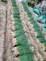 팜모닝 파·영농일지 게시글 이미지