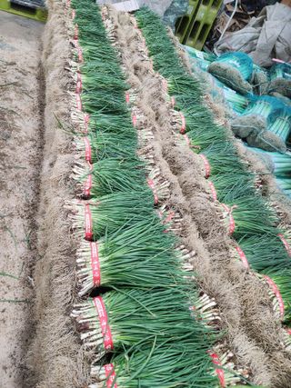 김저팔계님의 파 · 영농일지 작성글 사진