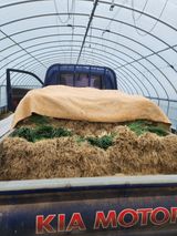 김저팔계님의 작성글 사진