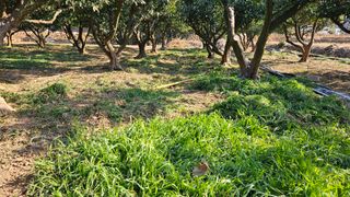 옥재벌님의 기타작물 · 영농일지 작성글 사진