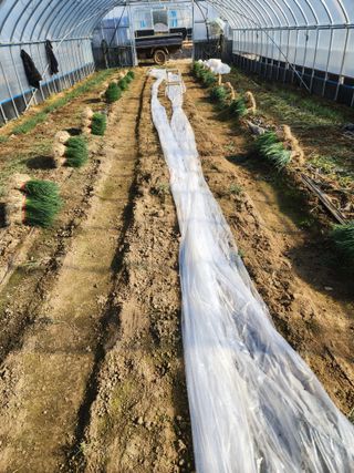 김저팔계님의 파 · 영농일지 작성글 사진