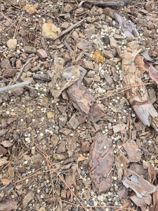 최진일님의 블루베리 · 영농일지 작성글 사진