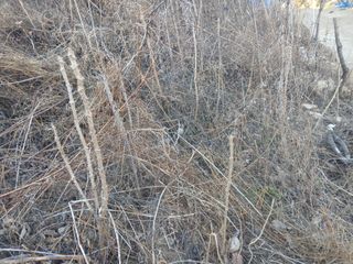 김명자님의 두릅 · 영농일지 작성글 사진