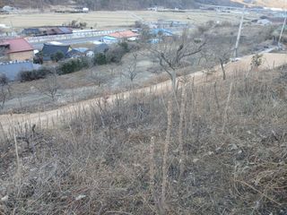 김명자님의 두릅 · 영농일지 작성글 사진