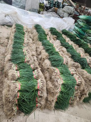 김저팔계님의 파 · 영농일지 작성글 사진