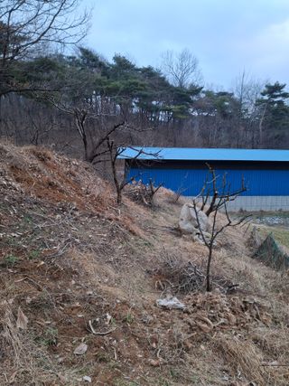 임호수님의 감 · 영농일지 작성글 사진