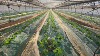 박범순님의 오이 · 영농일지 작성글 사진