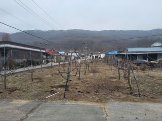 날라리님의 기타작물 · 영농일지 작성글 사진