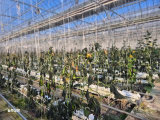 늘햇살팜 님의 기타작물 · 영농일지 작성글 사진