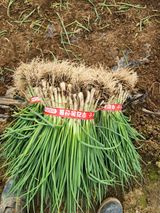 김저팔계님의 작성글 사진