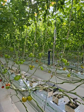 이은혜님의 기타작물 · 영농일지 작성글 사진