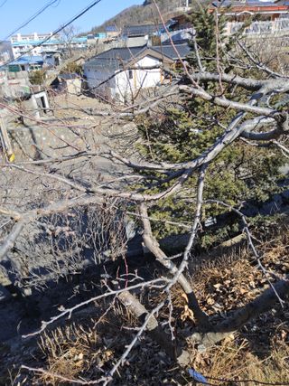 김용대님의 복숭아 · 영농일지 작성글 사진