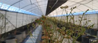 류근택님의 블루베리 · 영농일지 작성글 사진