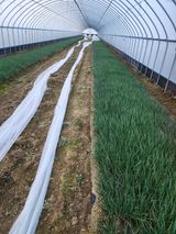 팜모닝 파·영농일지 게시글 이미지