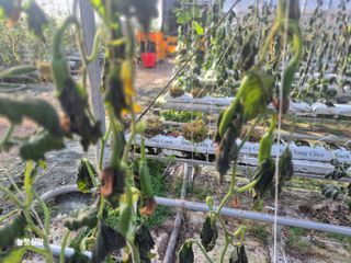 늘햇살팜 님의 기타작물 · 영농일지 작성글 사진
