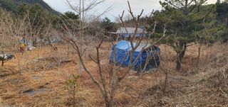 반성식님의 기타작물 · 영농일지 작성글 사진