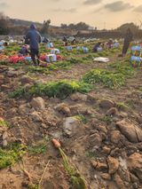 팜모닝 기타작물·영농일지 게시글 이미지