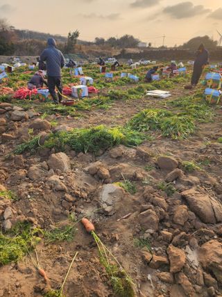 오양석님의 기타작물 · 영농일지 작성글 사진