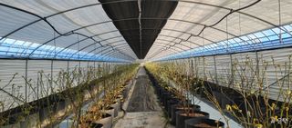 류근택님의 블루베리 · 영농일지 작성글 사진