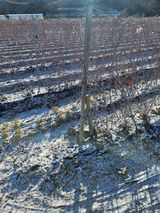 팜모닝 기타작물·영농일지 게시글 이미지