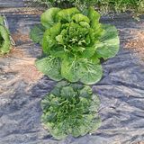 팜모닝 기타작물·영농일지 게시글 이미지