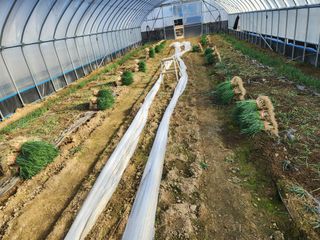 김저팔계님의 파 · 영농일지 작성글 사진