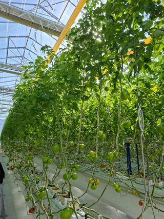 이은혜님의 기타작물 · 영농일지 작성글 사진