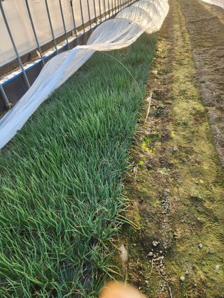 김저팔계님의 파 · 영농일지 작성글 사진