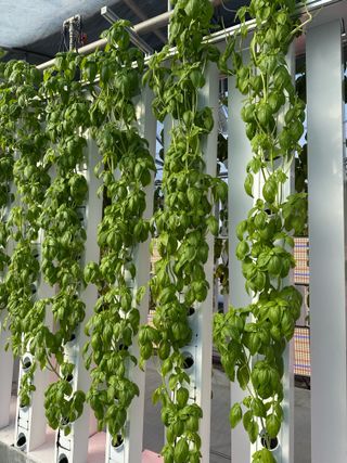 김정열님의 기타작물 · 영농일지 작성글 사진