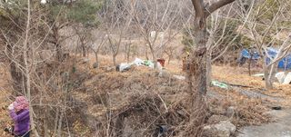 반성식님의 기타작물 · 영농일지 작성글 사진