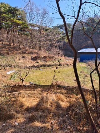 임호수님의 감 · 영농일지 작성글 사진