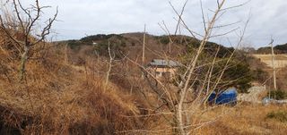 반성식님의 기타작물 · 영농일지 작성글 사진