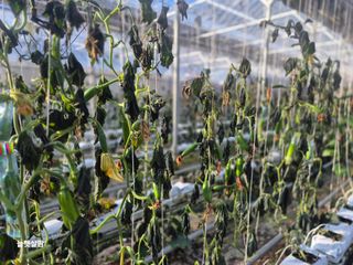 늘햇살팜 님의 기타작물 · 영농일지 작성글 사진