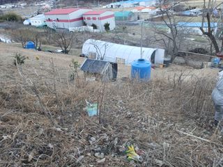 김명자님의 두릅 · 영농일지 작성글 사진