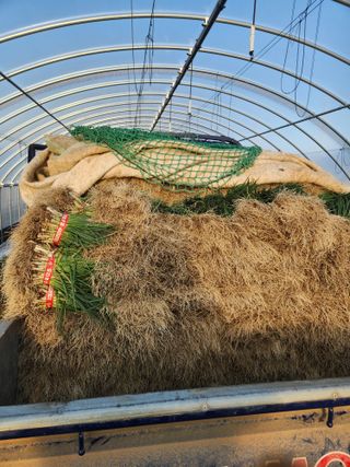 김저팔계님의 파 · 영농일지 작성글 사진