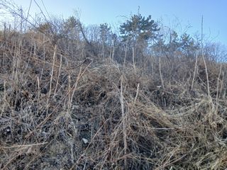 김명자님의 두릅 · 영농일지 작성글 사진