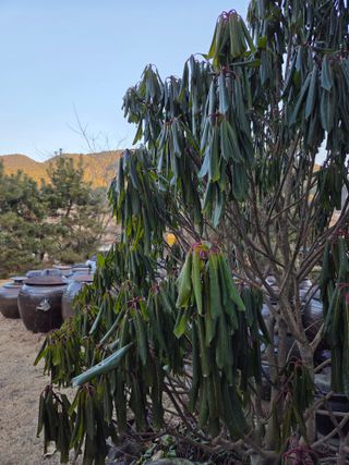 배익구님의 기타작물 · 영농일지 작성글 사진