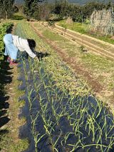 팜모닝 기타작물·영농일지 게시글 이미지