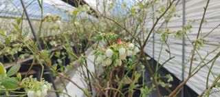 류근택님의 블루베리 · 영농일지 작성글 사진