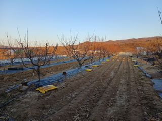 12345우각장당리님의 기타작물 · 영농일지 작성글 사진