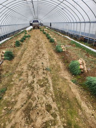 김저팔계님의 파 · 영농일지 작성글 사진