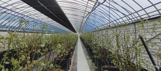 류근택님의 블루베리 · 영농일지 작성글 사진