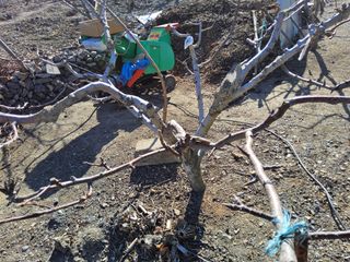 김용대님의 사과 · 영농일지 작성글 사진