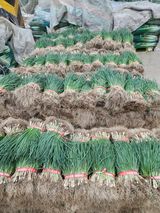 김저팔계님의 작성글 사진