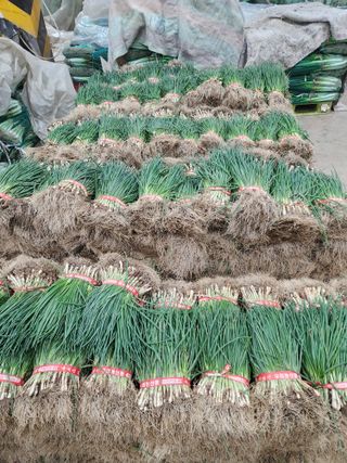 김저팔계님의 파 · 영농일지 작성글 사진