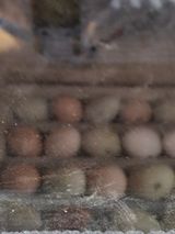 고사리.밤.육쪽마늘님의 작성글 사진