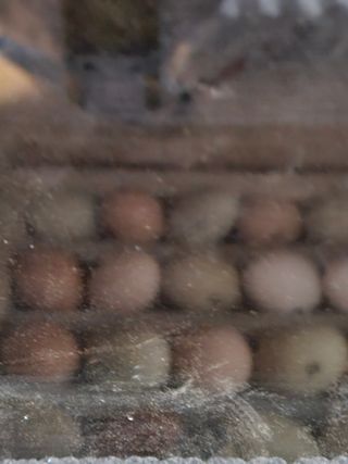 고사리.밤.육쪽마늘님의 기타작물 · 영농일지 작성글 사진